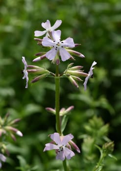 Soapwort,Saponaria caespitosa is an important medicinal and medicinal plant. Soapwort,Saponaria caespitosa,is an important medicinal and medicinal plant.