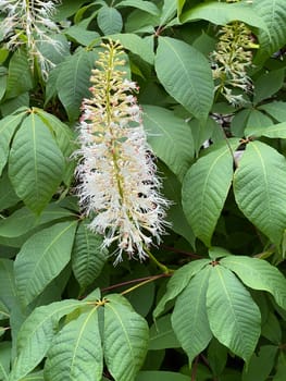 Shrub chestnut,Aesculus parviflora,is a very beautiful shrubby growing chestnut with 20 to 40 cm high white panicles. Shrub chestnut,Aesculus parviflora,is a very beautiful shrubby chestnut with 20 to 40 cm high white panicles.
