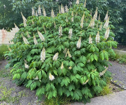 Shrub chestnut,Aesculus parviflora,is a very beautiful shrubby growing chestnut with 20 to 40 cm high white panicles. Shrub chestnut,Aesculus parviflora,is a very beautiful shrubby chestnut with 20 to 40 cm high white panicles.