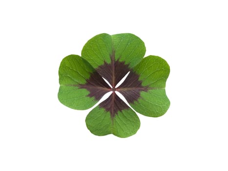Quadruple clover is a lucky charm if you find it on the meadow,for example. Four clover is a lucky charm if you find it in the meadow,for example.