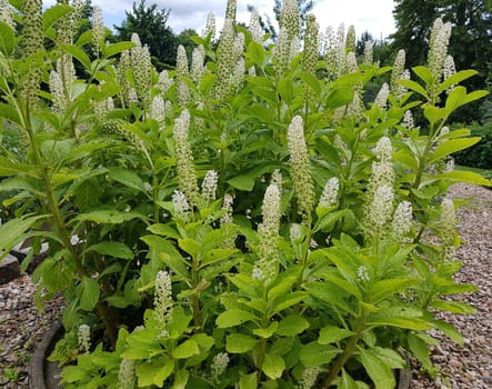 American kermesberry is a perennial perennial and an important medicinal plant. American pokeweed is a perennial and an important medicinal plant.