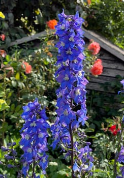 Larkspur,Delphinium elatum,is a perennial plant that has beautiful,predominantly blue,flowers in summer. Larkspur,Delphinium elatum,is a perennial plant that has beautiful,mostly blue flowers in summer.