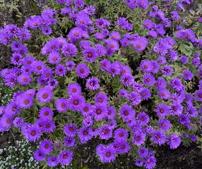 Roughleaf Aster,Aster novae-angliae,Purple Dome. This beautiful,spherical dwarf variety with its purple-violet flowers is particularly suitable for the bedground foreground. Rough Leaf Aster,Aster novae-angliae,Purple Dome. This beautiful,spherical dwarf variety with its purplish-violet flowers is particularly suitable for the foreground in beds.