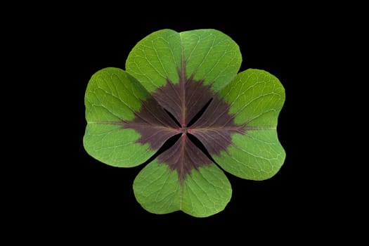 Quadruple clover is a lucky charm if you find it on the meadow,for example. Four clover is a lucky charm if you find it in the meadow,for example.