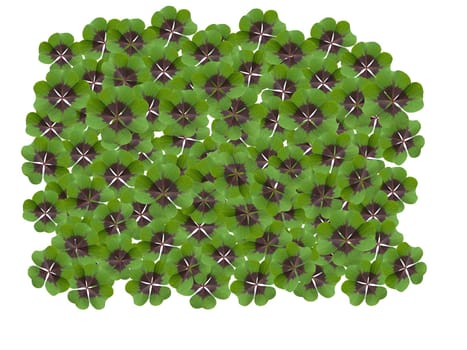 Quadruple clover is a lucky charm if you find it on the meadow,for example. Four clover is a lucky charm if you find it in the meadow,for example.