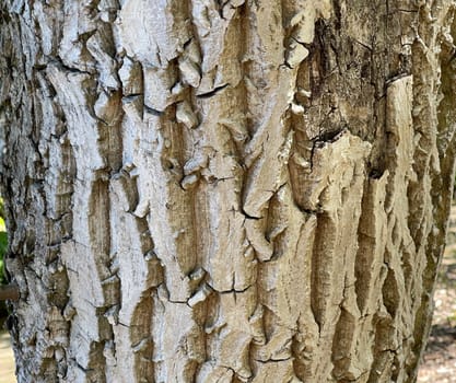 Walnuesse,Juglans regia,is a native nut species that grows on large walnut trees. Walnuts,Juglans regia,is a native type of nut that grows on large walnut trees.