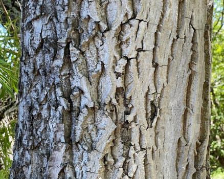 Walnuesse,Juglans regia,is a native nut species that grows on large walnut trees. Walnuts,Juglans regia,is a native type of nut that grows on large walnut trees.