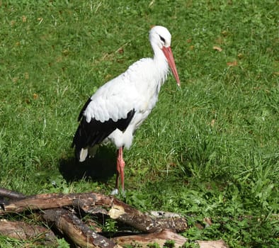 Weissstoerche,Ciconia are native migratory birds that winter in Africa. White storks,Ciconia,are native migratory birds that overwinter in Africa in winter.