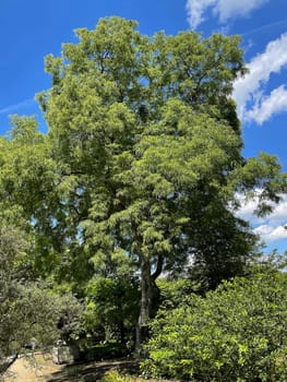 Walnuesse,Juglans regia,is a native nut species that grows on large walnut trees. Walnuts,Juglans regia,is a native type of nut that grows on large walnut trees.