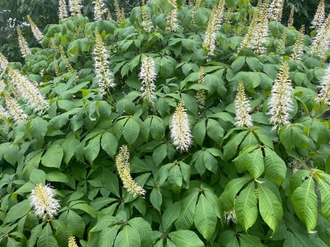 Shrub chestnut,Aesculus parviflora,is a very beautiful shrubby growing chestnut with 20 to 40 cm high white panicles. Shrub chestnut,Aesculus parviflora,is a very beautiful shrubby chestnut with 20 to 40 cm high white panicles.