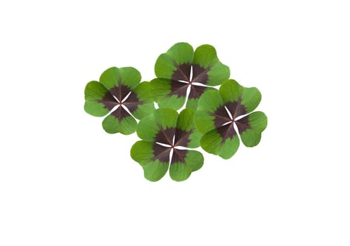 Quadruple clover is a lucky charm if you find it on the meadow,for example. Four clover is a lucky charm if you find it in the meadow,for example.