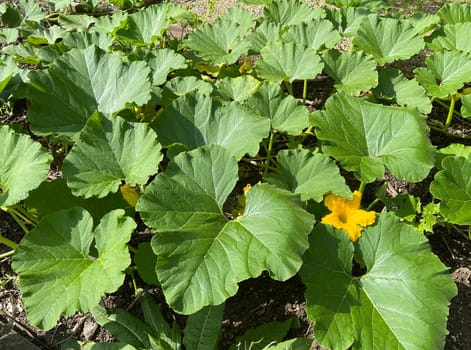Kuerbis Curbita is a tasty type of vegetable with mostly yellow fruit bodies. Pumpkin Curbita is a tasty type of vegetable with mostly yellow fruit bodies.