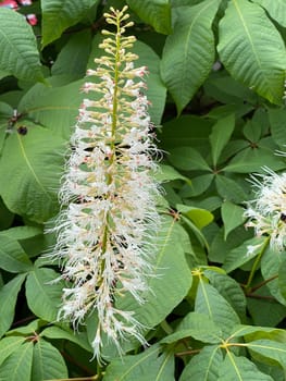 Shrub chestnut,Aesculus parviflora,is a very beautiful shrubby growing chestnut with 20 to 40 cm high white panicles. Shrub chestnut,Aesculus parviflora,is a very beautiful shrubby chestnut with 20 to 40 cm high white panicles.