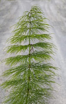 Giant horsetail,Equisetum telmateia. The very decorative and impressive giant horsetail is particularly suitable for moist locations and for planting pond edges. Giant horsetail,Equisetum telmateia. The very decorative and impressive giant horsetail is particularly suitable for damp locations and for planting at the edges of ponds.