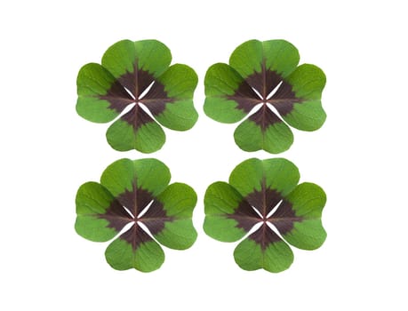 Quadruple clover is a lucky charm if you find it on the meadow,for example. Four clover is a lucky charm if you find it in the meadow,for example.