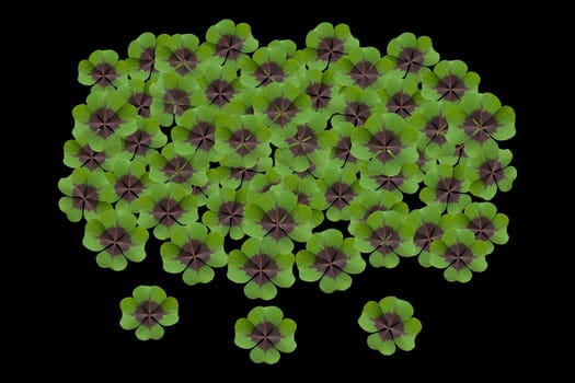 Quadruple clover is a lucky charm if you find it on the meadow,for example. Four clover is a lucky charm if you find it in the meadow,for example.
