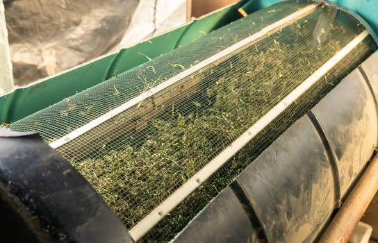 Marijuana buds in an electric trimmer machine. Organic Cannabis Sativa fabric. Legal medicinal marihuana with CBD for healthcare and medicine