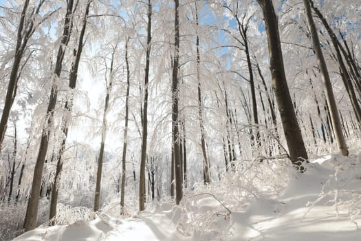 Winter beech forest covered with fresh snow, Poland