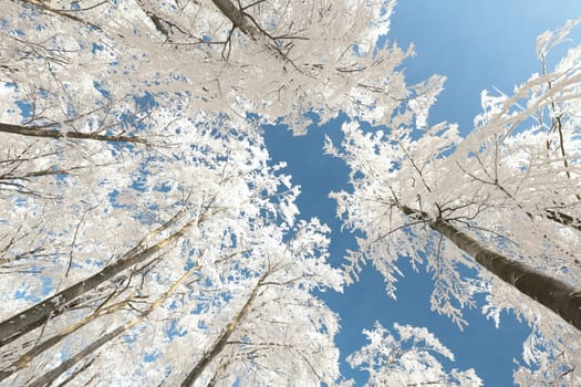Beech trees against the blue sky on a winter morning