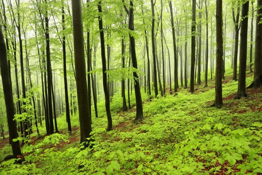Beech trees in spring forest on a mountain slope in foggy, rainy weather