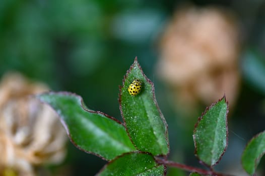 Yellow Ladybird with black template on plant in green nature