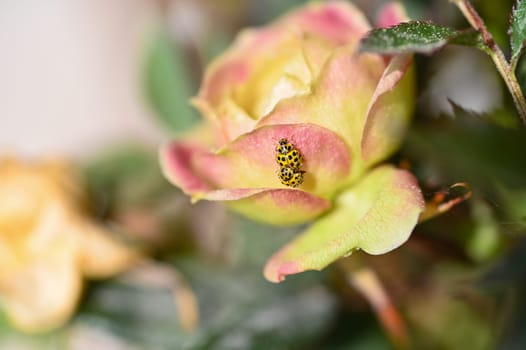Two ladybirds ( Coccinellidae ) mating on a rose