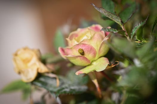 Two yellow ladybirds ( Coccinellidae ) mating on a rose