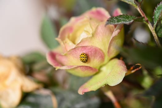 Two ladybirds ( Coccinellidae ) mating on a rose