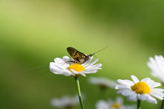 Mayfly ( Ephemeroptera ) on a white daisy in green nature with copy space