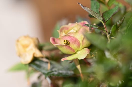 Two ladybirds ( Coccinellidae ) mating on a rose