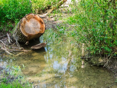 Landscape view with a tilted and sawn-off tree stump and clearly visible growth rings in a wetland in Bavaria.