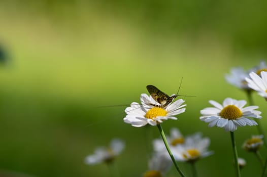 Mayfly ( Ephemeroptera ) on a white daisy in green nature with copy space