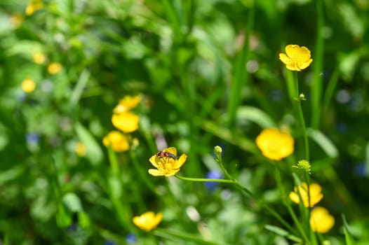 Red and black checkered beetle ( Cleridae ) on a yellow flower in nature