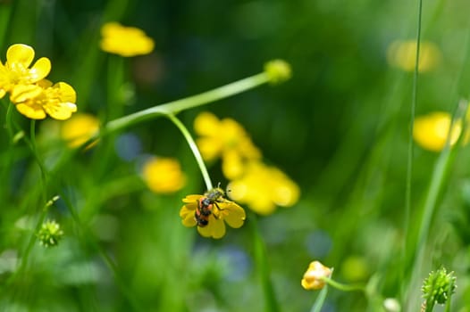 Red and black checkered beetle ( Cleridae ) full of flower pollen on a yellow flower in nature