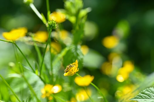Red and black checkered beetle ( Cleridae ) full of flower pollen on a yellow flower in nature
