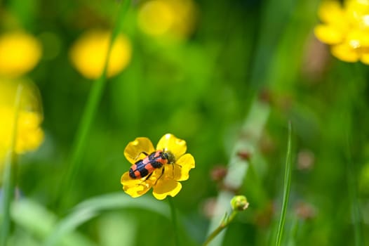 Red and black checkered beetle ( Cleridae ) full of flower pollen on a yellow flower in nature