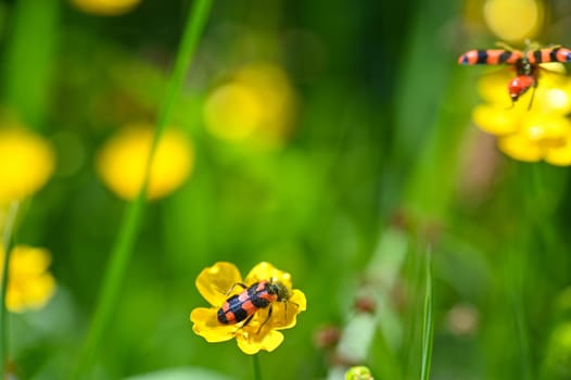 Red and black checkered beetle ( Cleridae ) full of flower pollen on a yellow flower and a flying beetle
