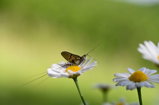 Mayfly ( Ephemeroptera ) on a white daisy in green nature with copy space