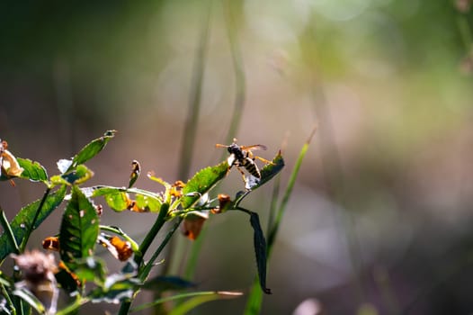 Wasp on green plant in front of nature with bokeh