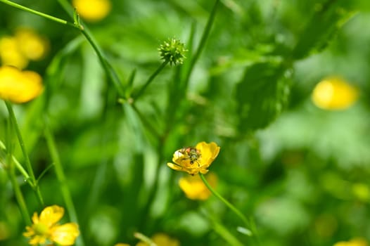 Red and black checkered beetle ( Cleridae ) full of flower pollen on a yellow flower in nature