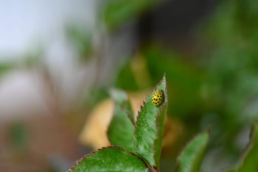 Yellow Ladybird with black template on plant in green nature
