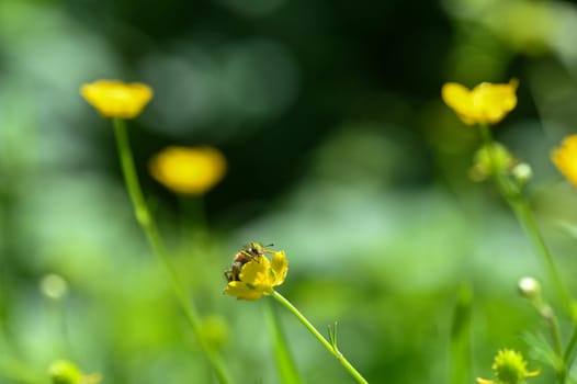 Red and black checkered beetle ( Cleridae ) full of flower pollen on a yellow flower in nature