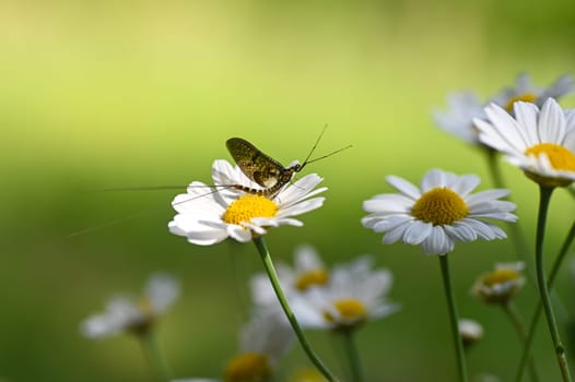 Mayfly ( Ephemeroptera ) on a white daisy in green nature with copy space