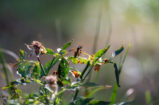 Wasp on green plant in front of nature with bokeh