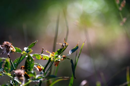 Wasp on green plant in front of nature with bokeh
