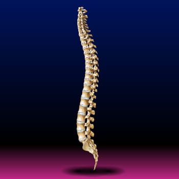 Back Bone - Vertebrae - Spine - Tailbone - Medical - Health - Graphic - Pharma