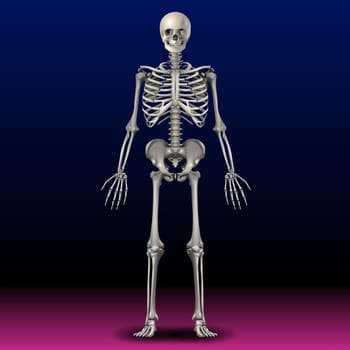 Skeleton - Bone - Skull - Illustration - Body - Hand - Art The skeletal system is a network of many different parts that work together to help you move.