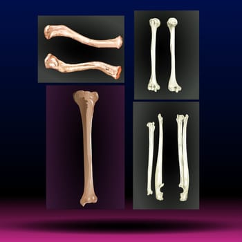 Fla - source file available - Bones - Legs - Body Parts - Limb - Hand - Arm The skeletal system is a network of many different parts that work together to help you move.