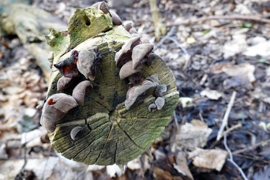 Judasohr, Holunderpilz (Auricularia auricula-judae) an einem Holunderstamm