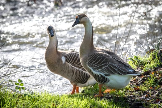 a couple of geese are walking in freedom towards a river